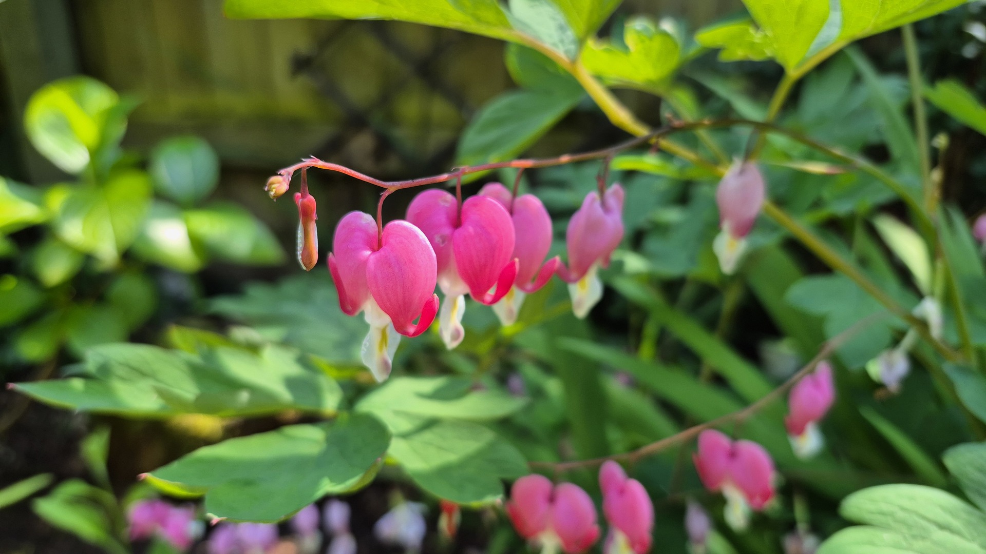Bleeding heart flowers in Devon garden