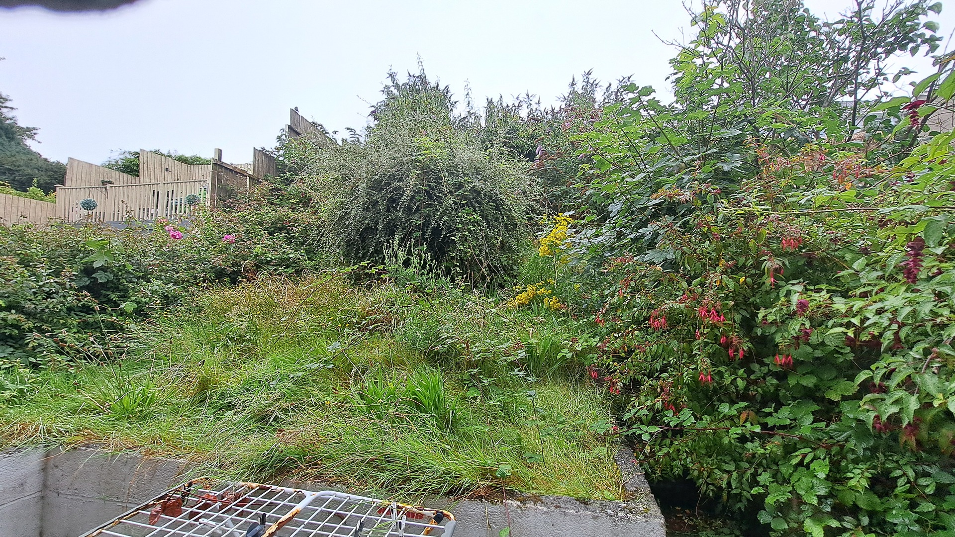 Overgrown garden before