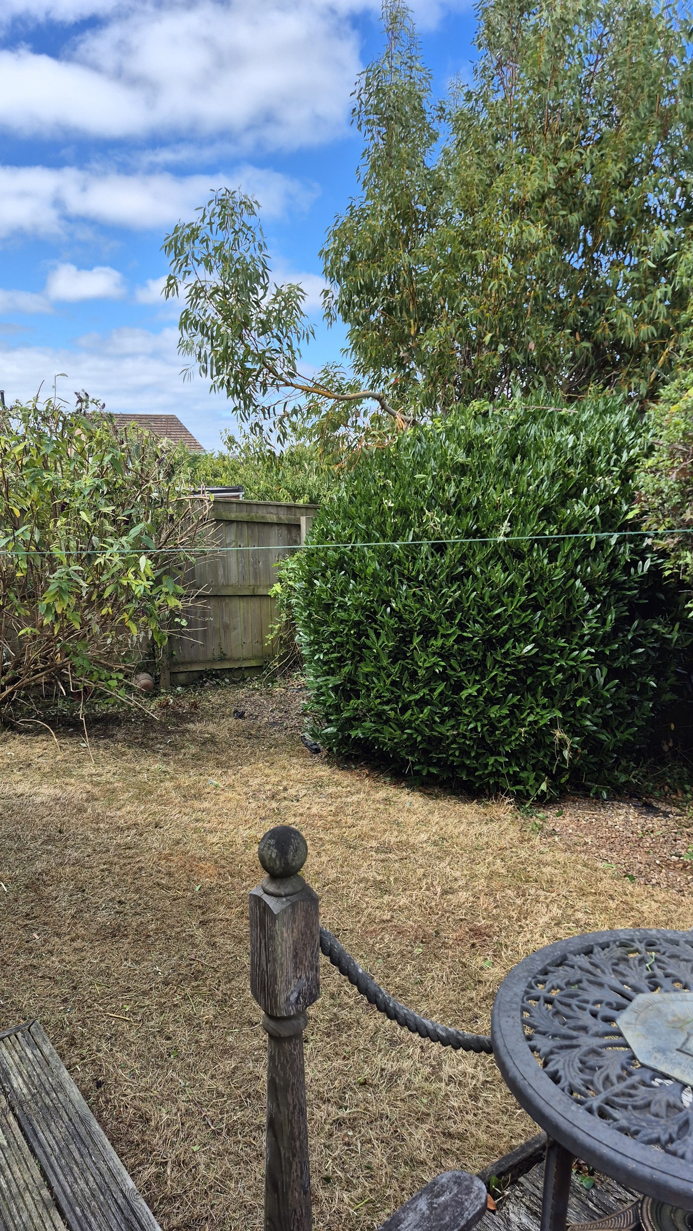 Bay tree shaped neatly after garden tidy-up