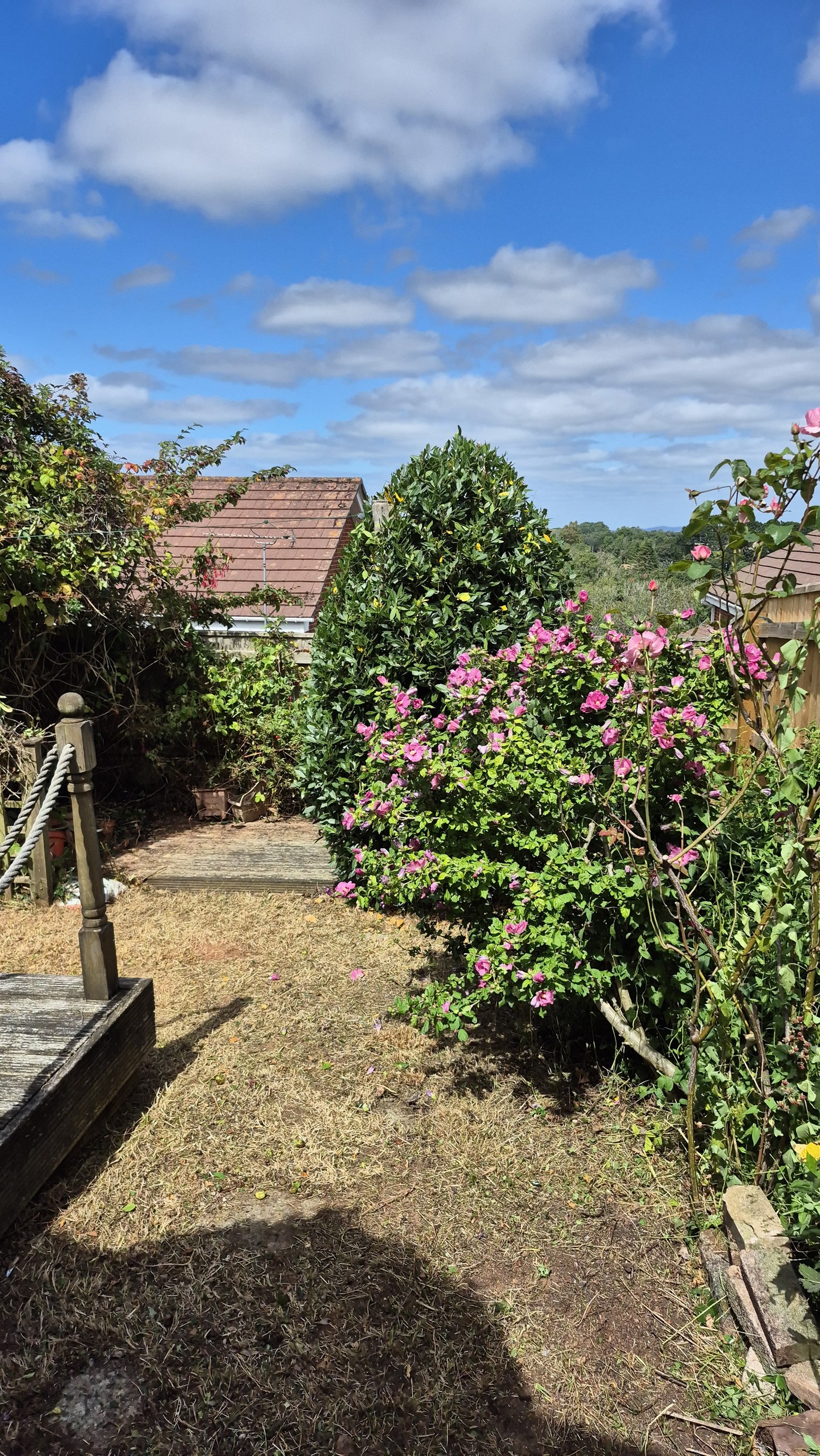Garden before clearance showing dried lawn and overgrown shrubs