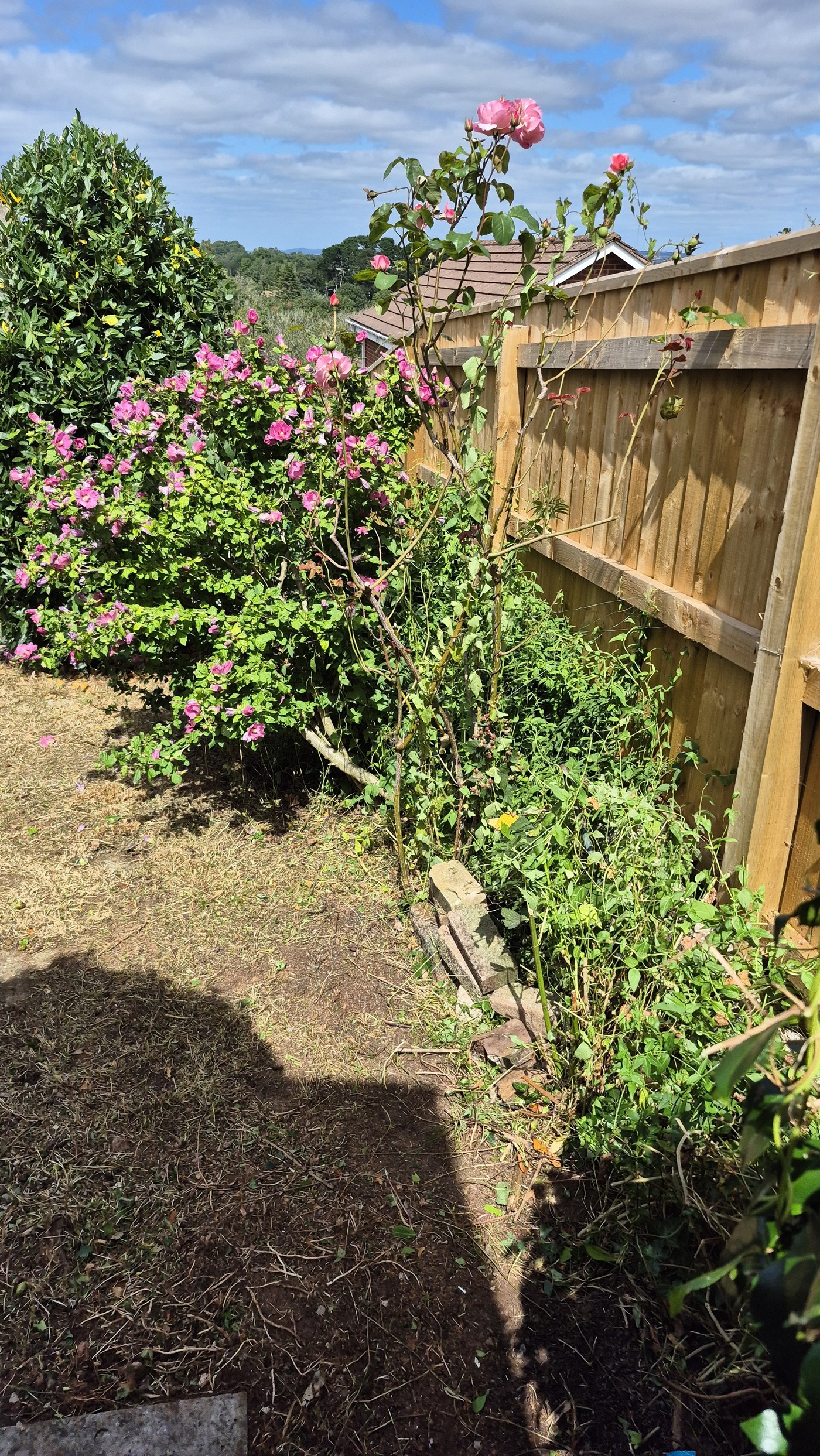 Overgrown border along fence with weeds and bindweed