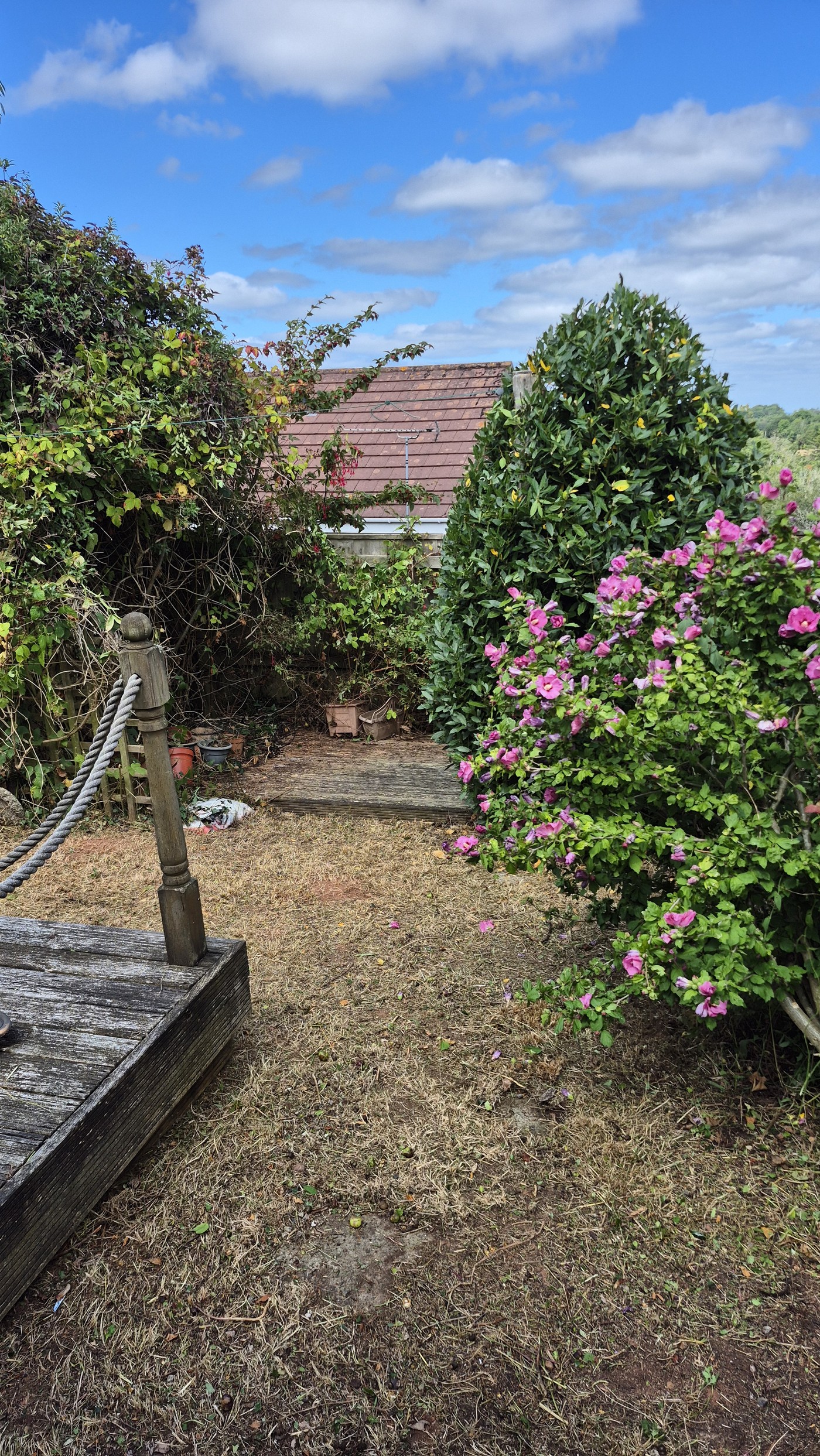 Overgrown garden in Paignton before clearance
