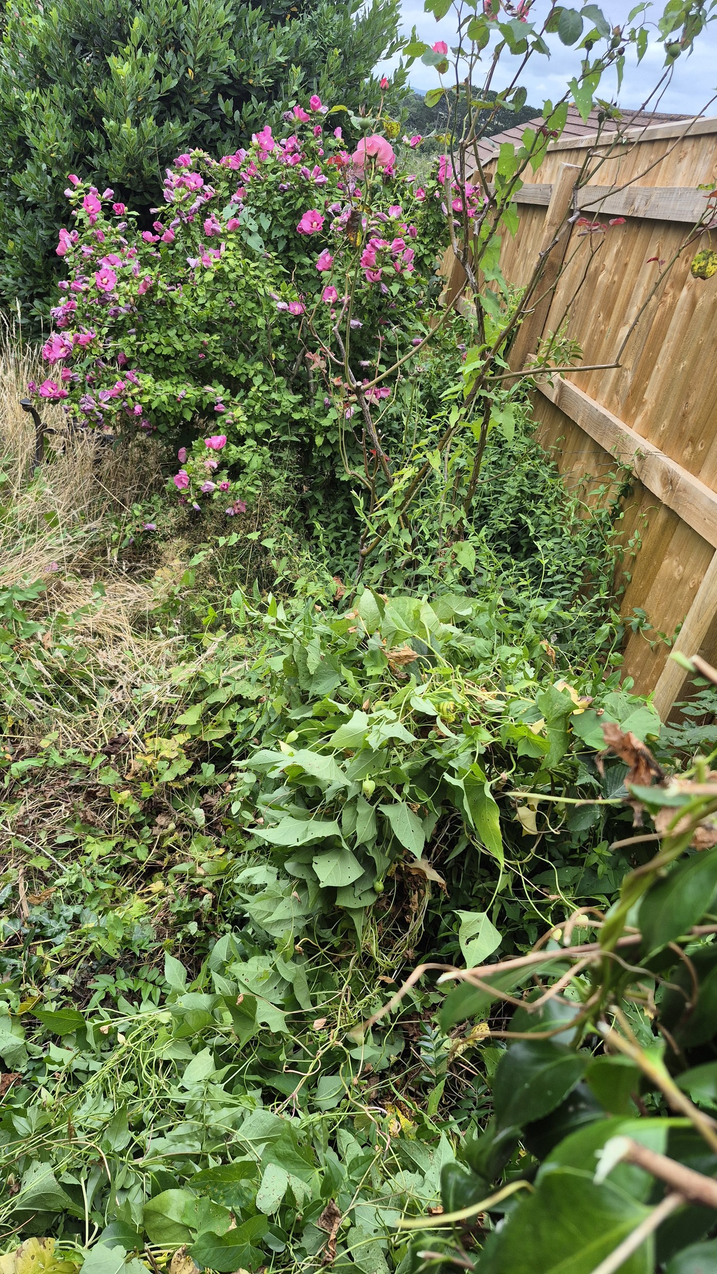 Bindweed and weeds being cleared from the border