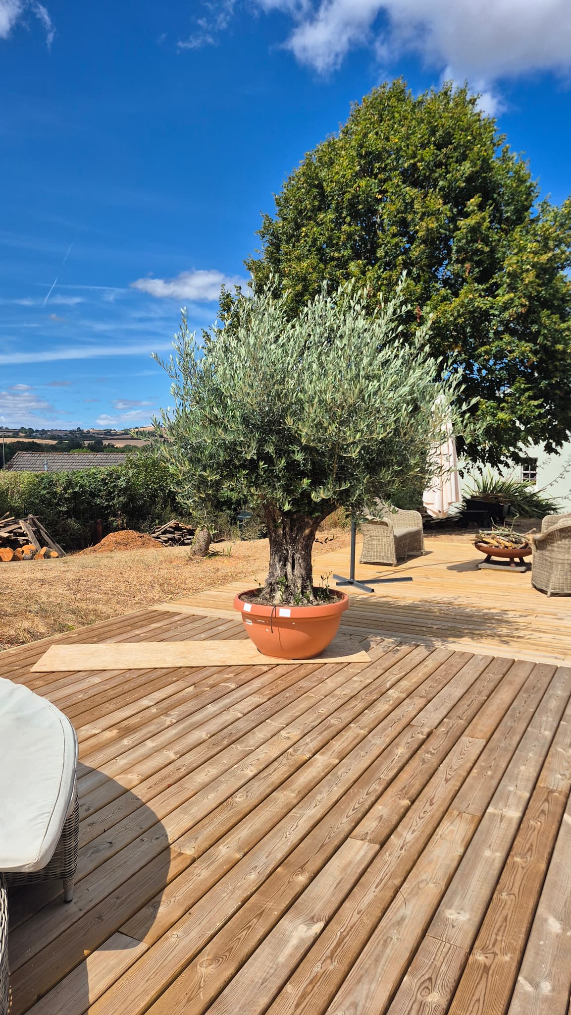 Mature olive tree in a large terracotta pot on the finished deck