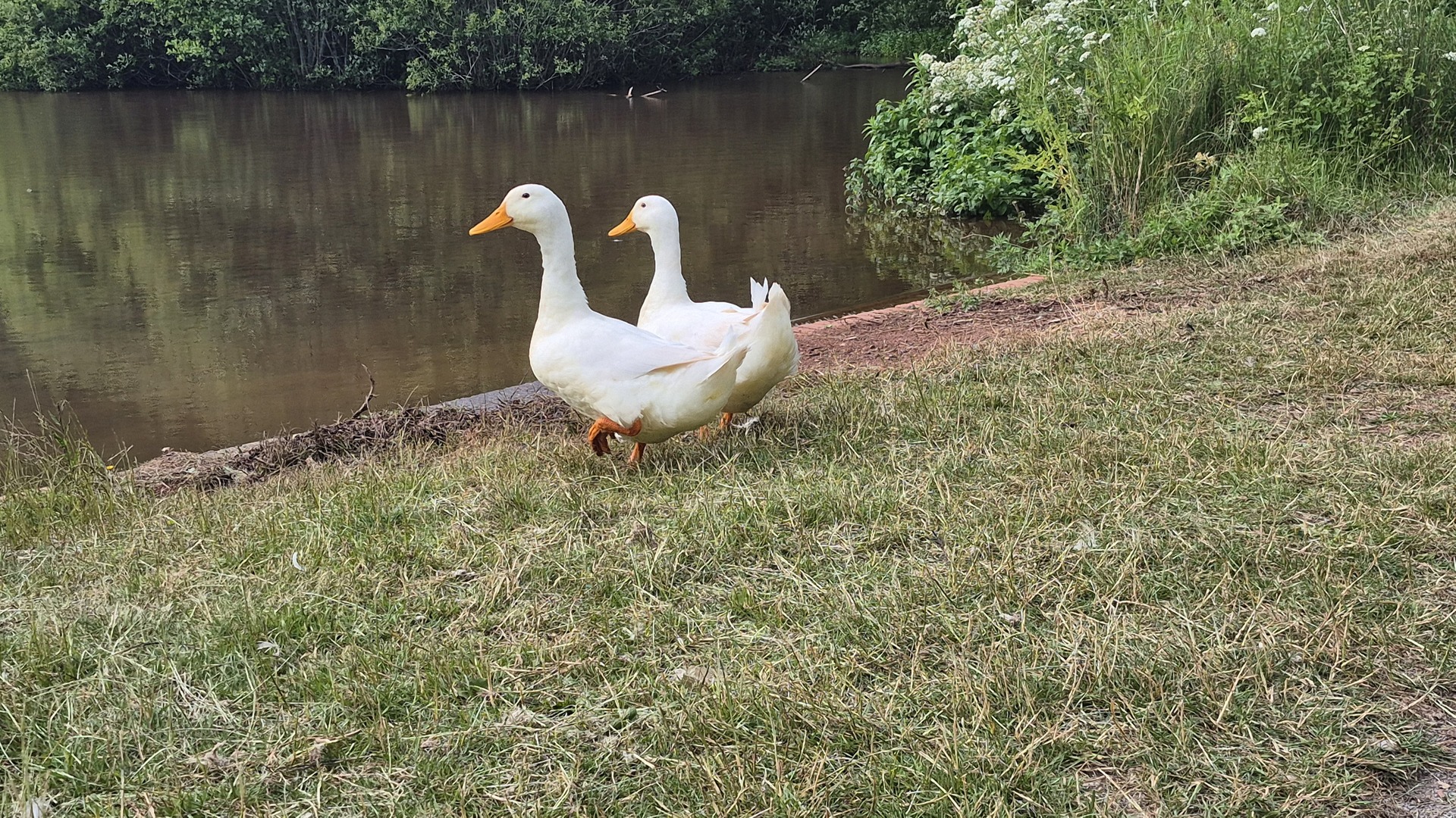 Ducks by the pond on managed estate