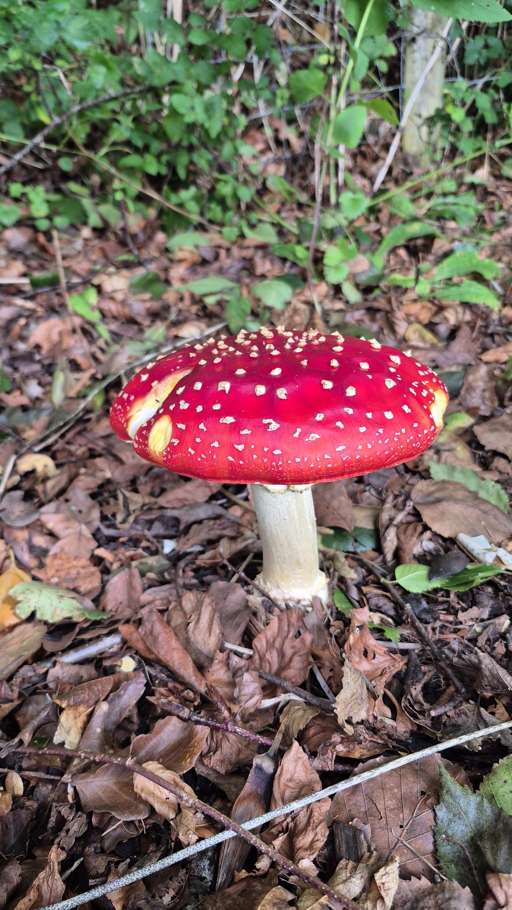 Fly agaric mushroom found on grounds