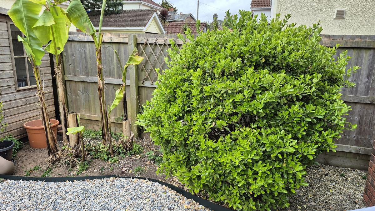 Hardy banana plant thriving in a sheltered Devon garden