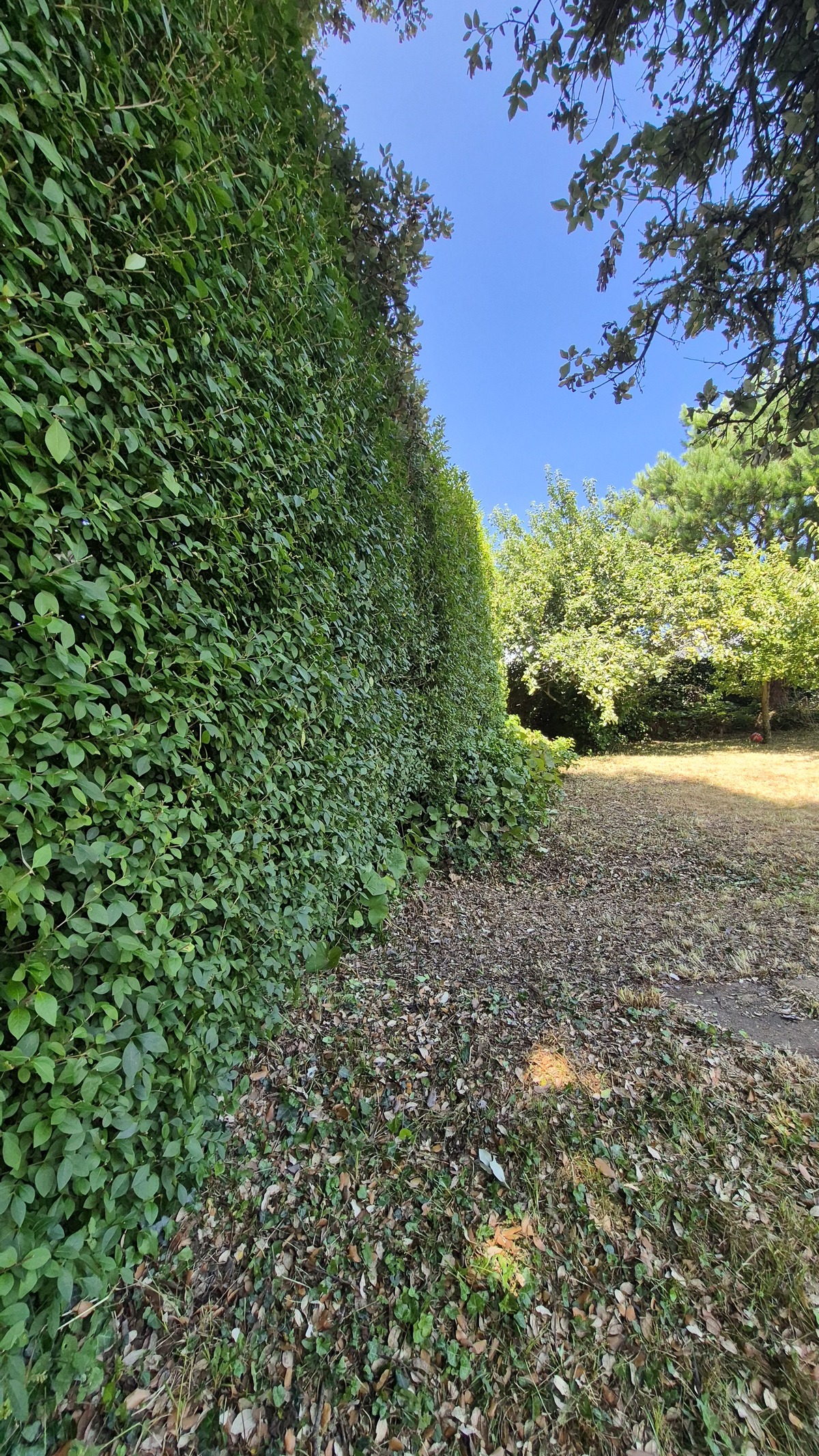 Neatly trimmed hedge