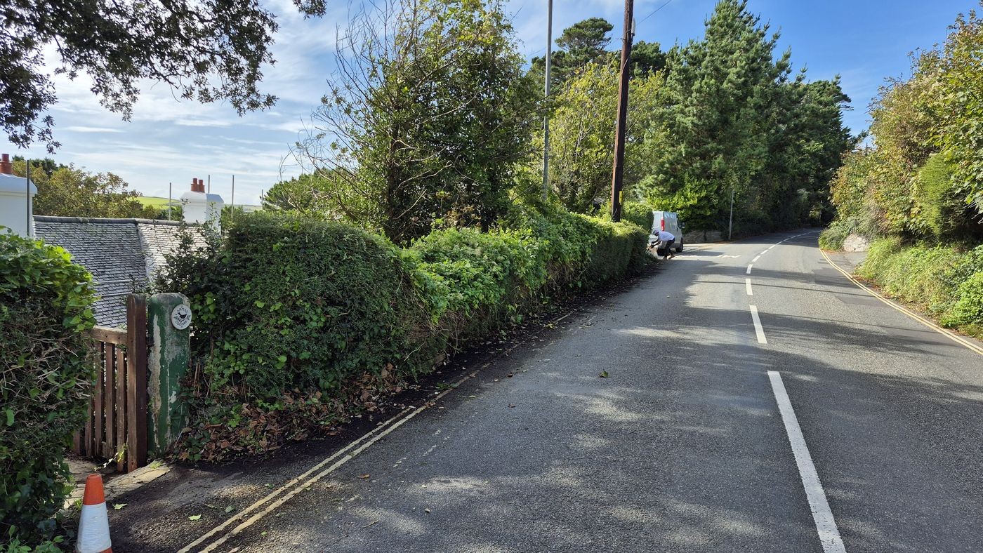 Overgrown roadside hedge in Salcombe before replacement