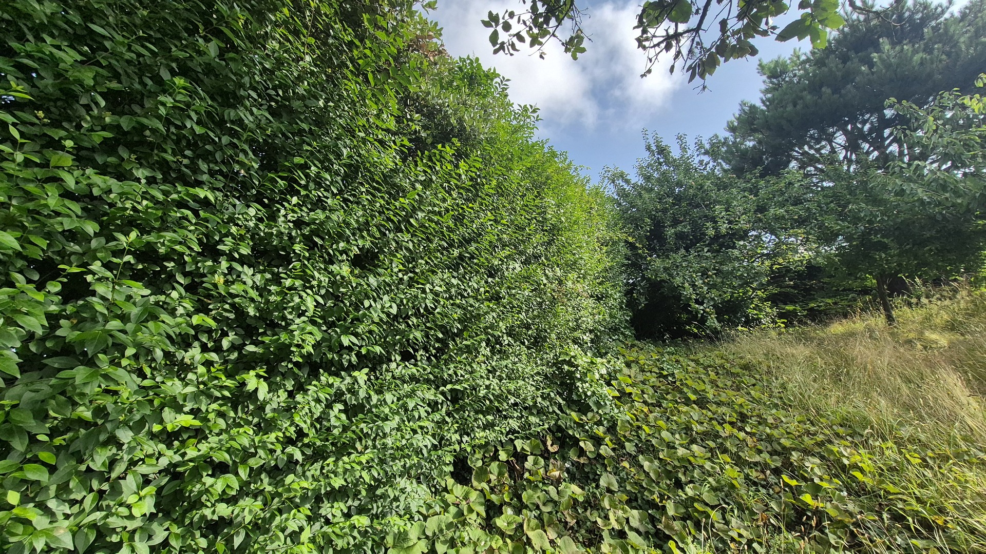 Overgrown hedge before trimming