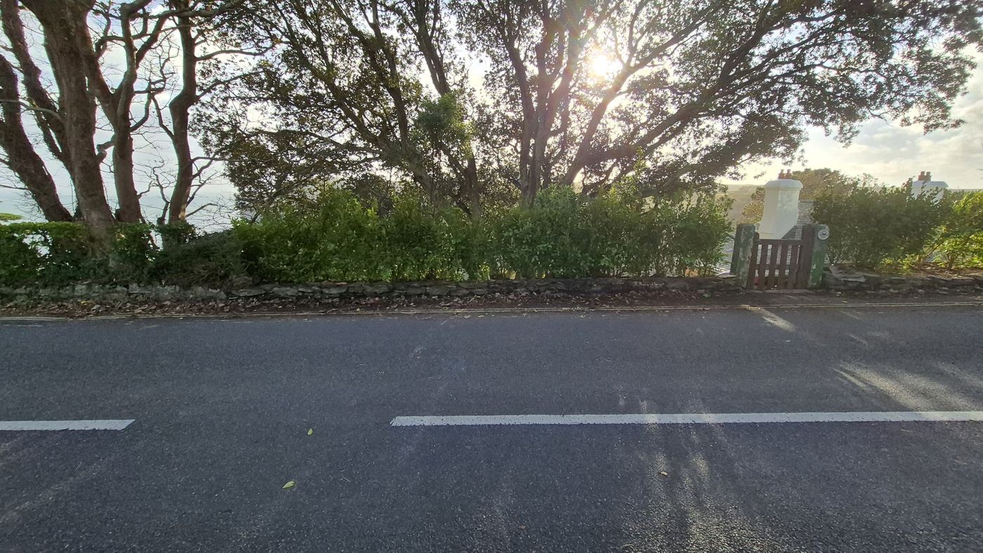 Close view of the Griselinia hedge growing in nicely
