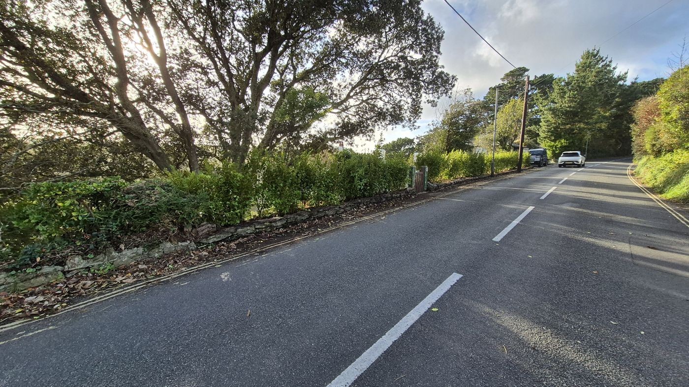New Griselinia hedge in Salcombe