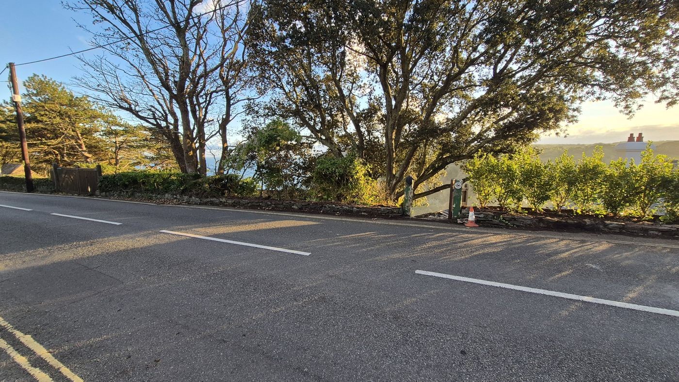 Wide view of the new Griselinia hedge planted along the road
