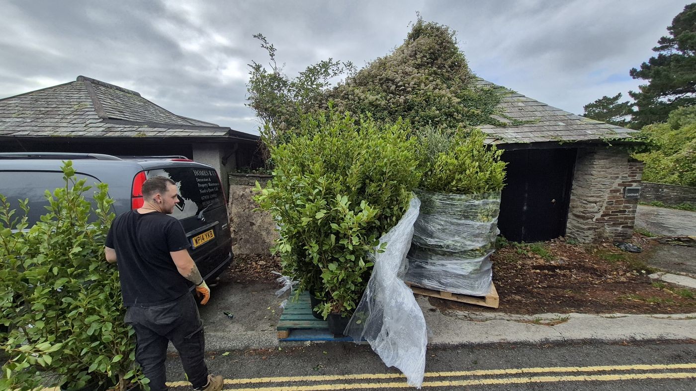 New Griselinia hedge plants arriving on pallets ready for planting