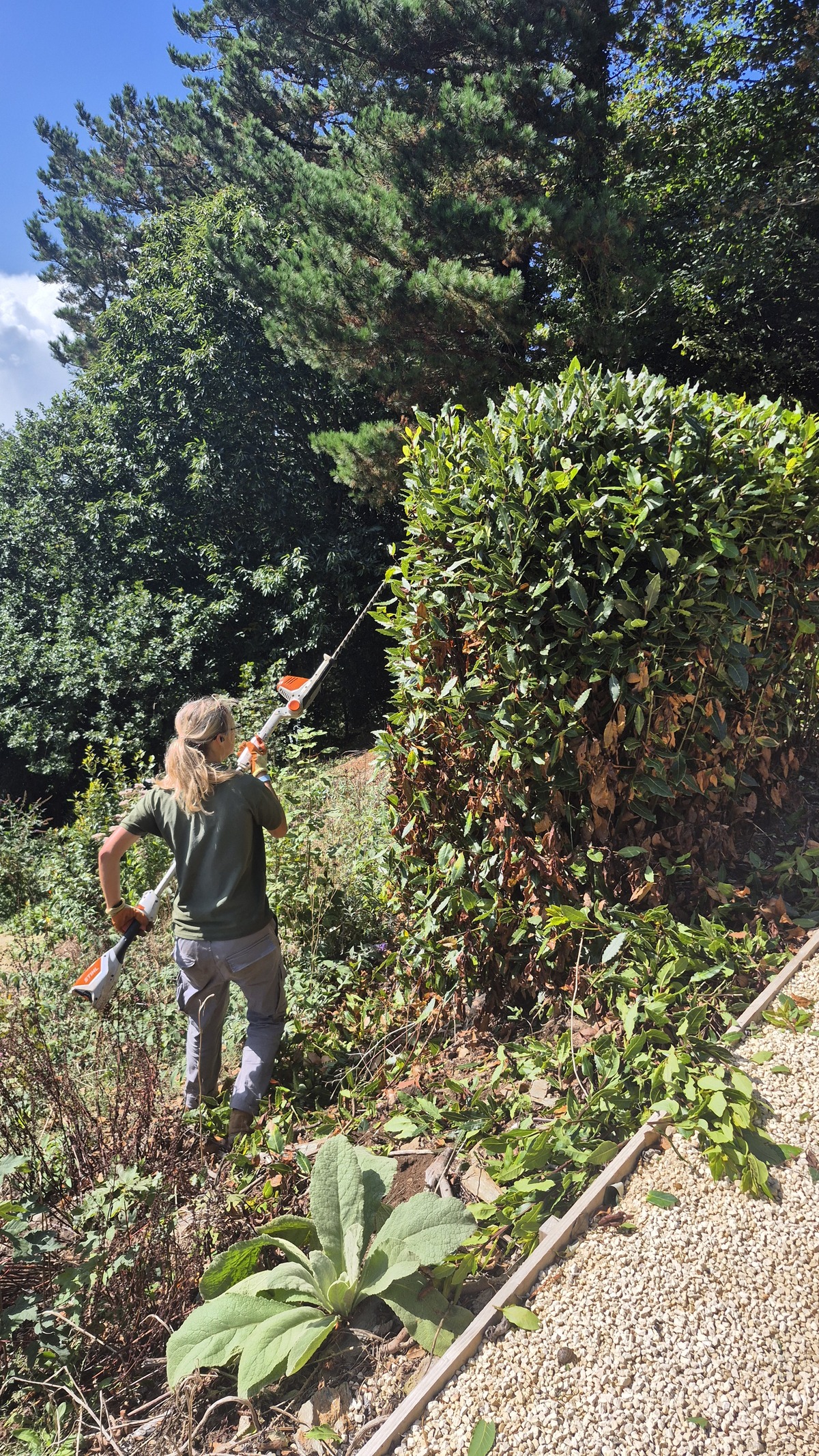 Hedge trimming in action