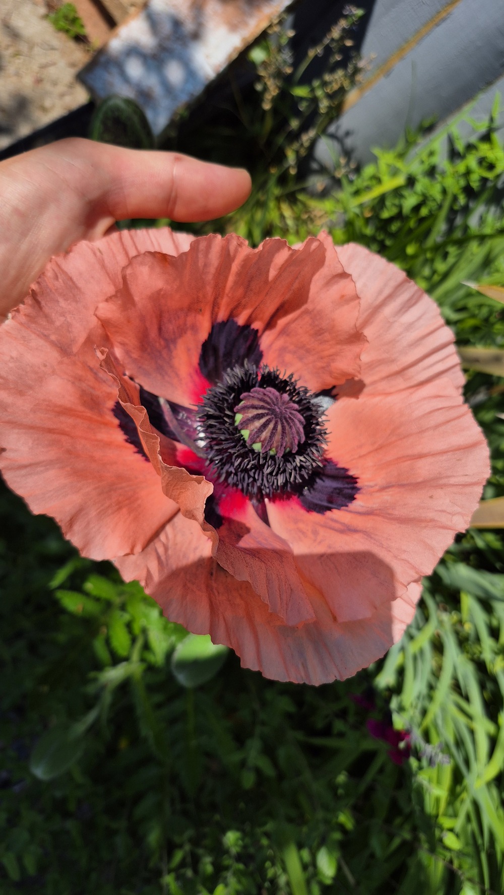 Oriental poppy close-up