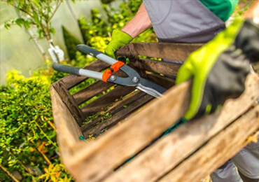 HEDGING & TOPIARY post thumbnail icon